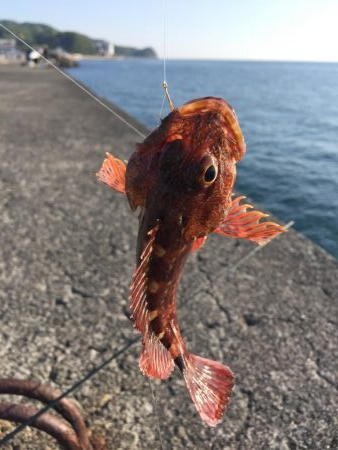 ガシラがぽつぽつ釣れました（サイズは15c…